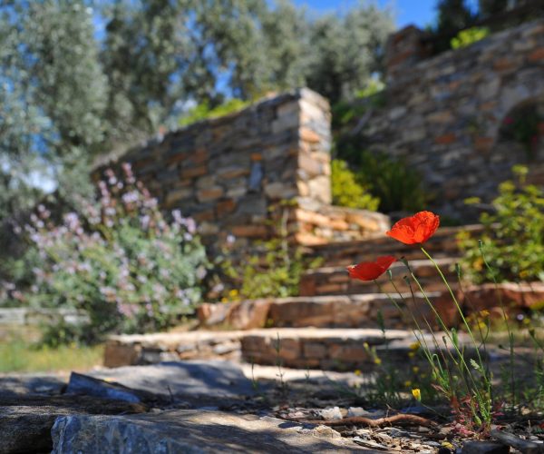 pexels-mali-maeder-68470-min