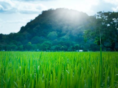 pexels-oleksandr-pidvalnyi-321542